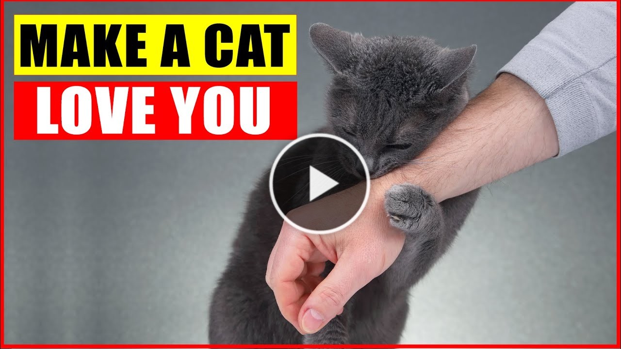 Cat Communication Methods
