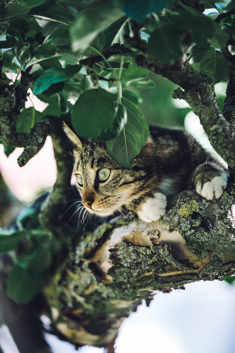 Cat-Friendly Plants Cat-Friendly Plants