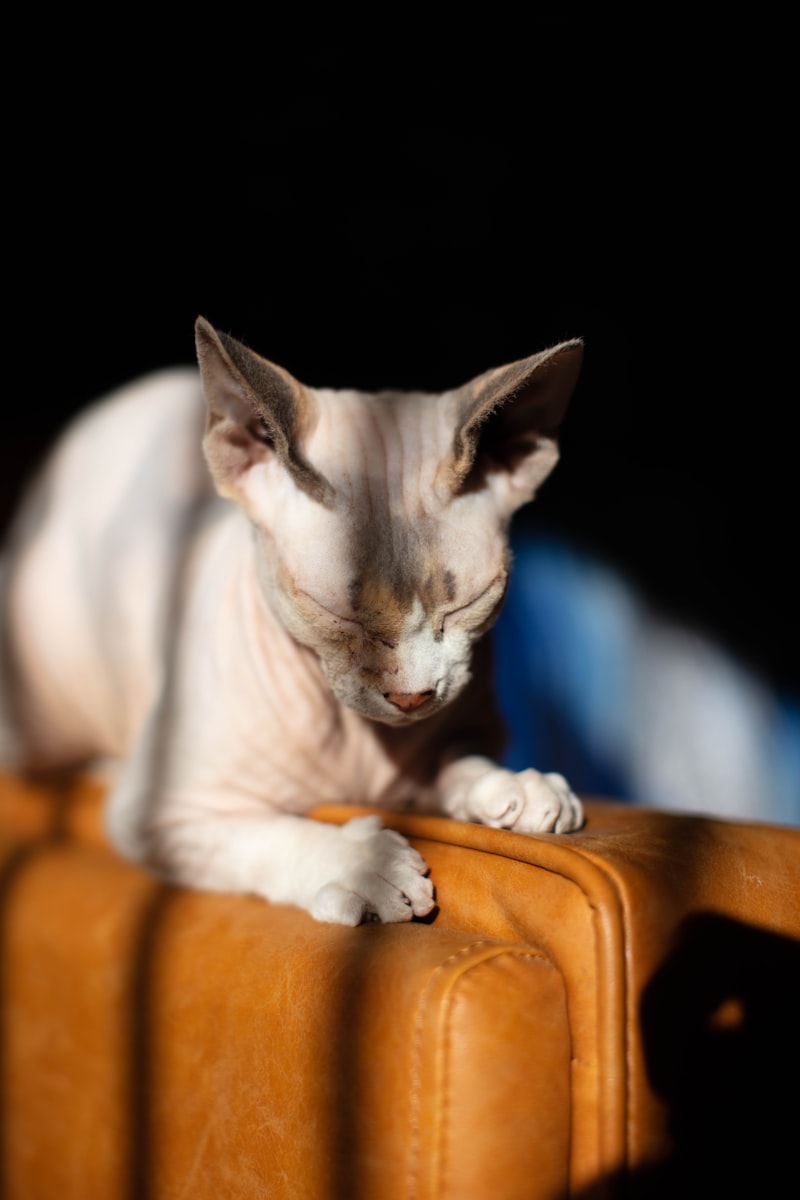 Sphynx Cat: Hairless and Hypoallergenic Sphynx Cat: Hairless and Hypoallergenic