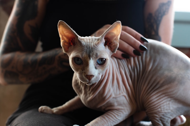 Sphynx Cat: Hairless and Hypoallergenic Sphynx Cat: Hairless and Hypoallergenic