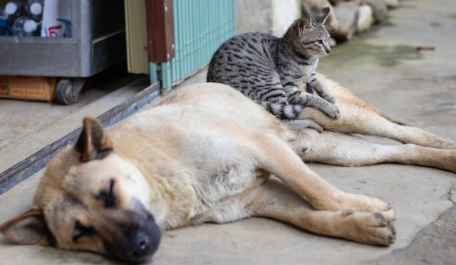 5 Common Myths About Cats You Should Ignore