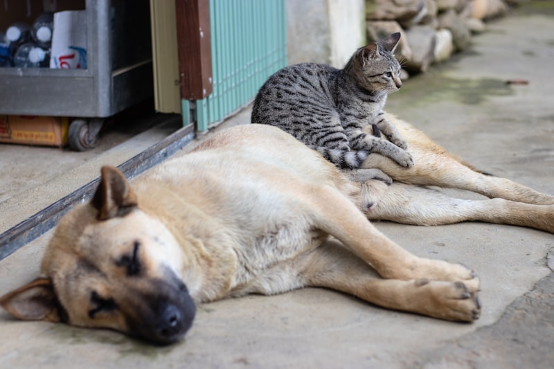 5 Common Myths About Cats You Should Ignore 5 Common Myths About Cats You Should Ignore
