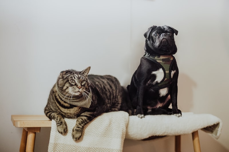 5 Common Myths About Cats You Should Ignore 5 Common Myths About Cats You Should Ignore