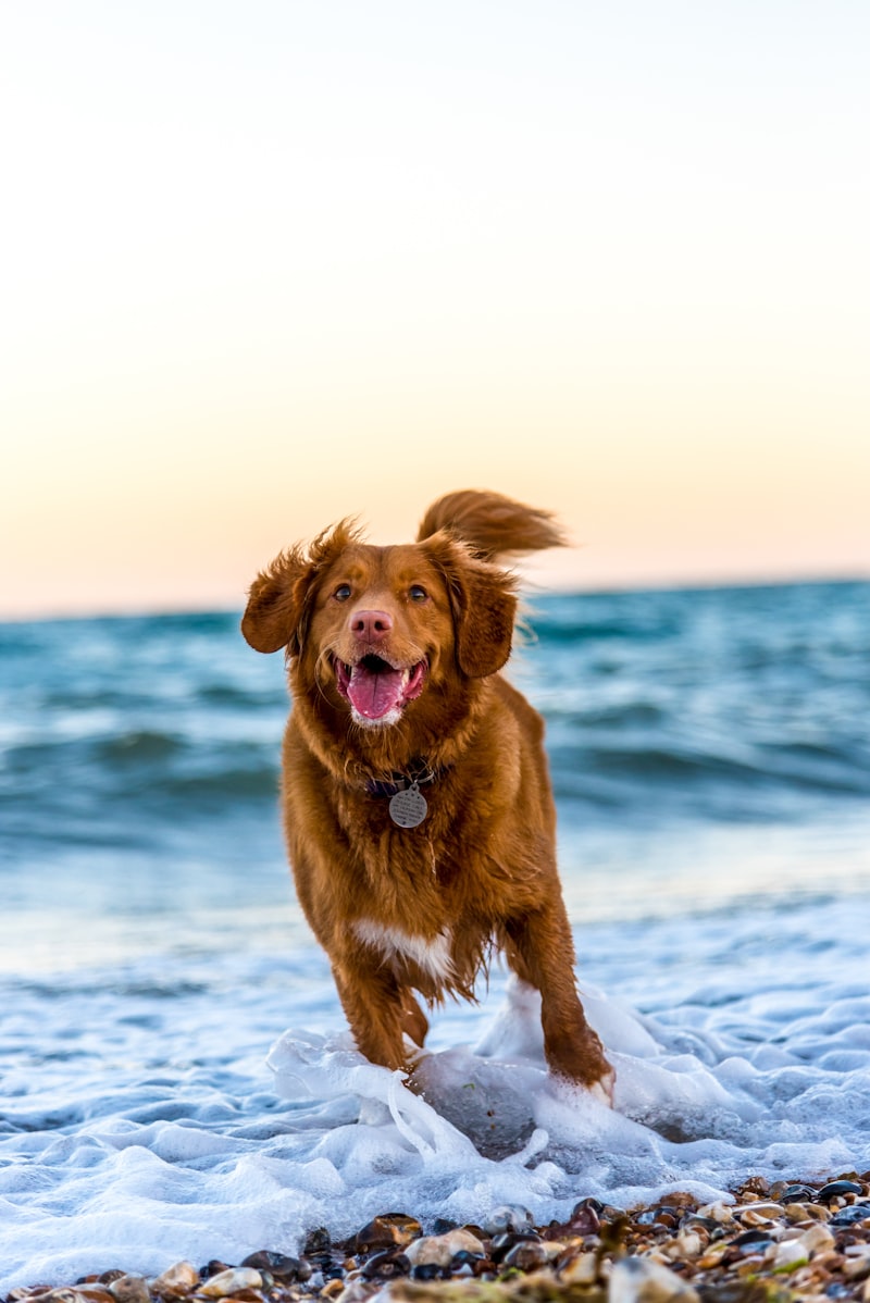 Choosing the Right Dog for You Choosing the Right Dog for You