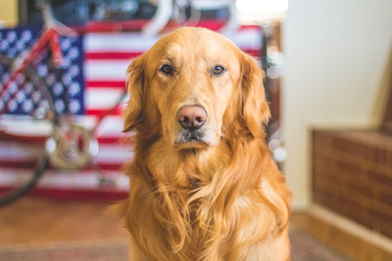 Choosing the Right Dog for You Choosing the Right Dog for You